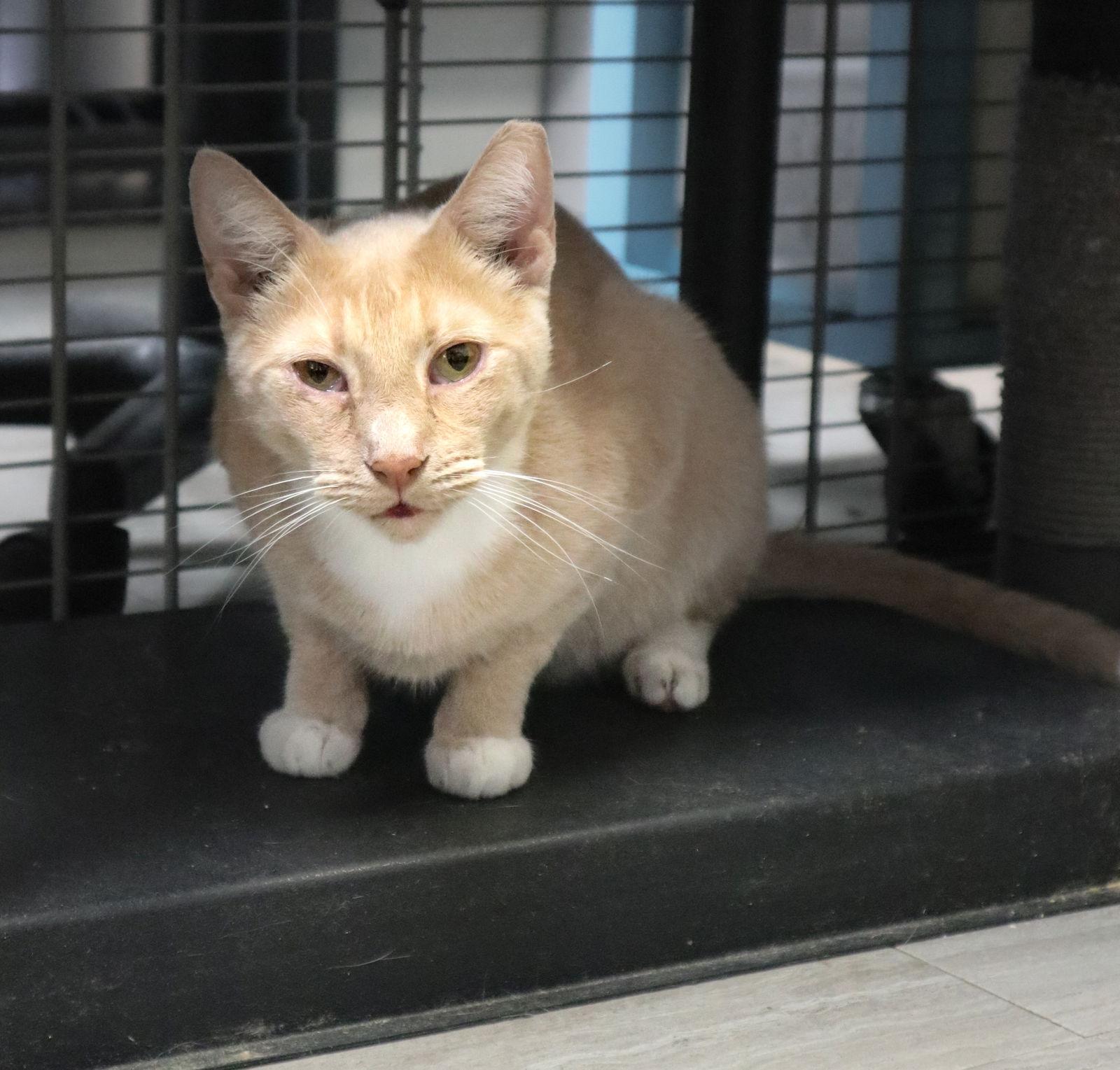Cheddar, Adoptable, Adult Male Domestic Short Hair.