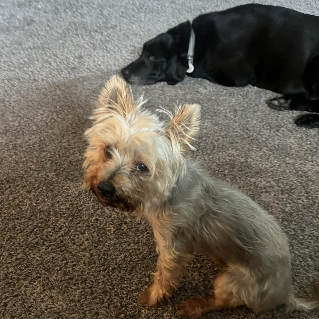 Timmy, a Adoptable Yorkshire Terrier in Oceanside, CA image 2/6