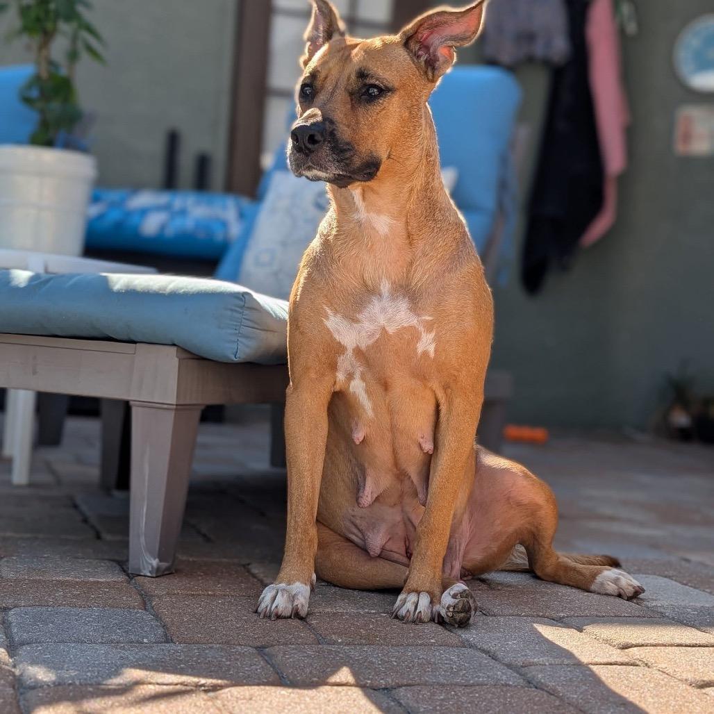 Perla (Mom), Adoptable, Adult Female Mixed Breed.