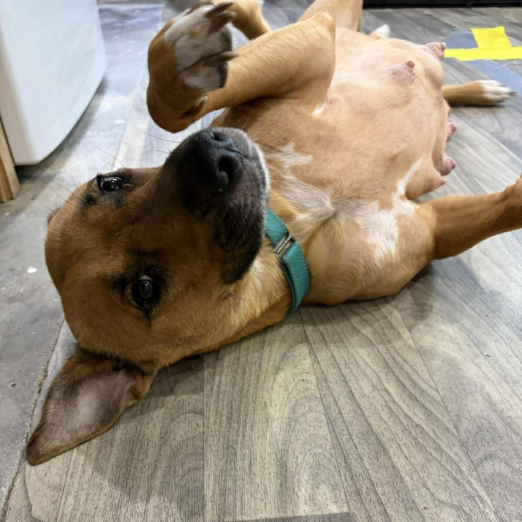 Perla (Mom), Adoptable, Adult Female Mixed Breed.