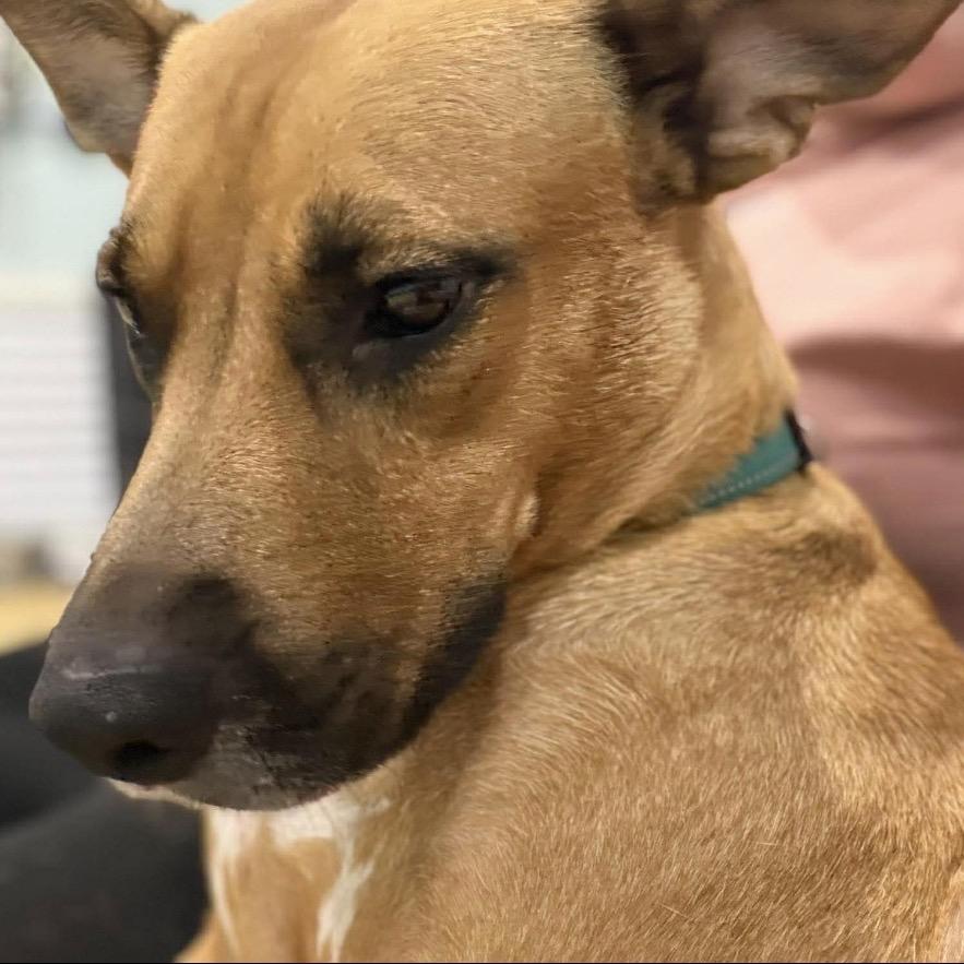 Enlarge Perla (Mom), a Adoptable Mixed Breed in Seminole, FL image 3/6