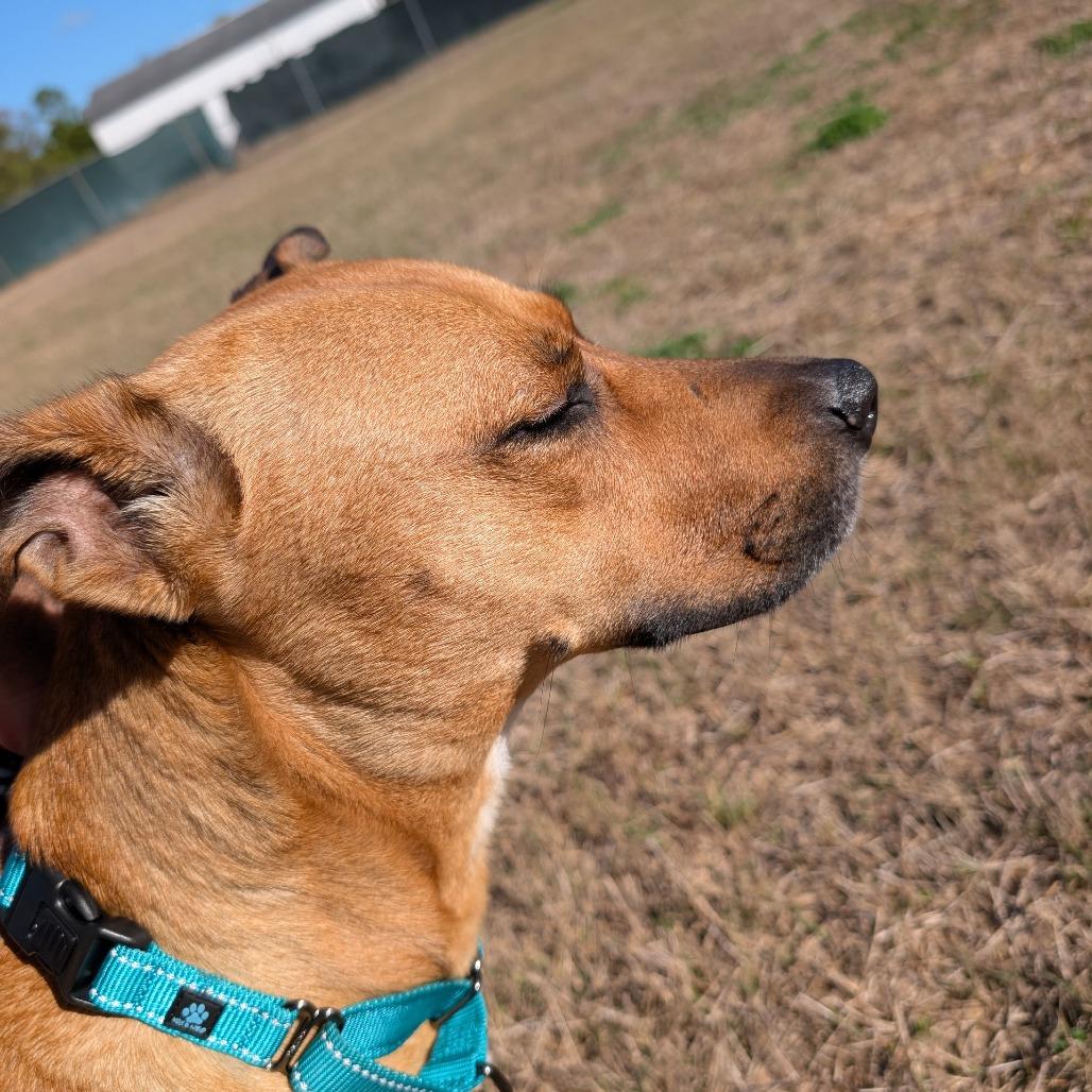 Enlarge Perla (Mom), a Adoptable Mixed Breed in Seminole, FL image 4/6