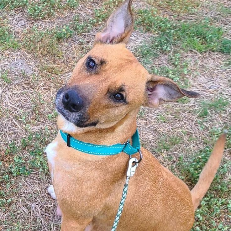 Enlarge Perla (Mom), a Adoptable Mixed Breed in Seminole, FL image 2/2