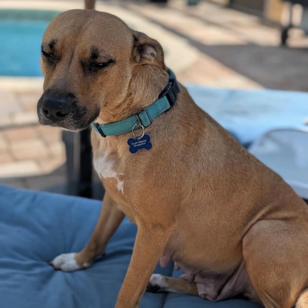 Enlarge Perla (Mom), a Adoptable Mixed Breed in Seminole, FL image 6/6