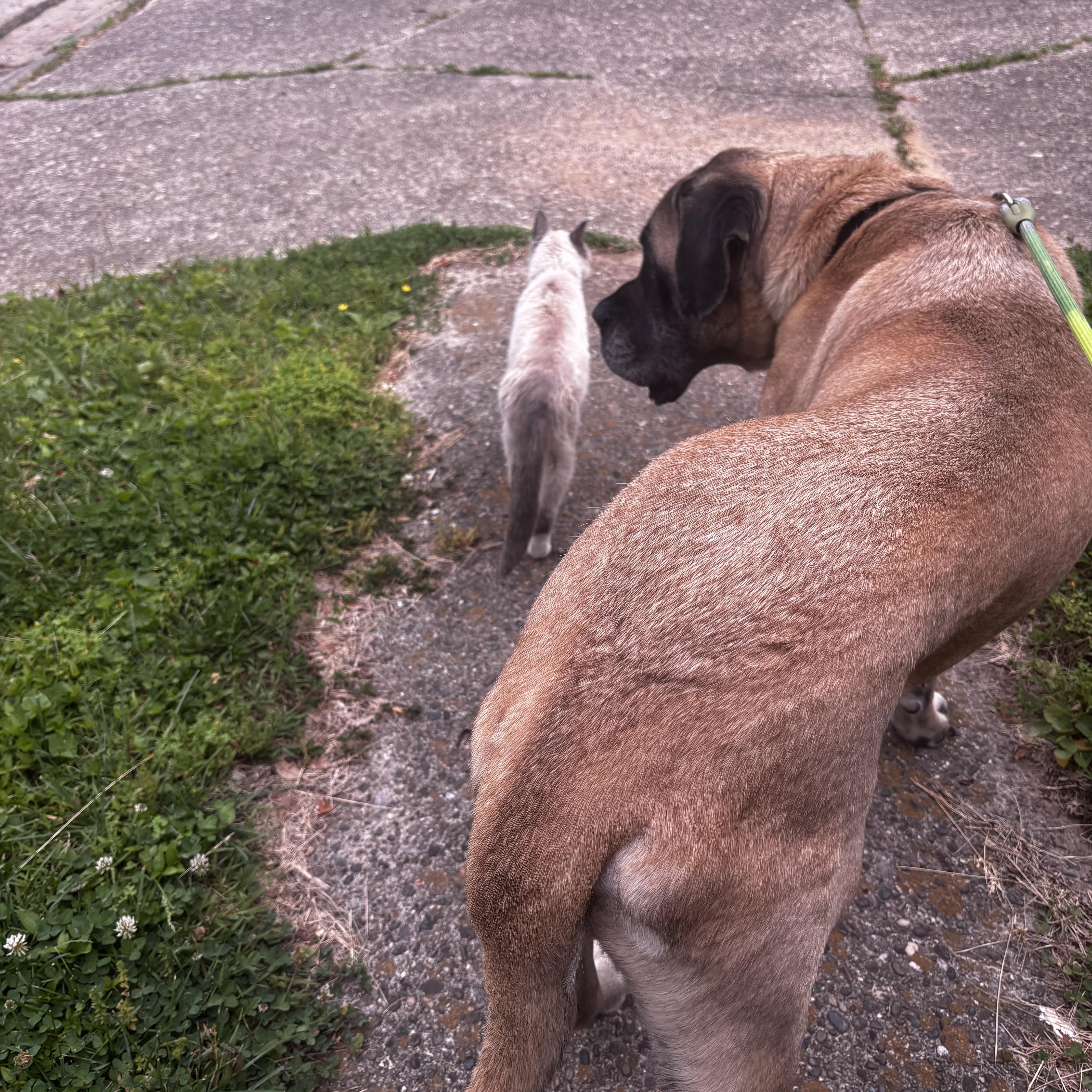 Enlarge Odin, a ADOPTABLE Mastiff in Jeffersonville, IN image 4/6