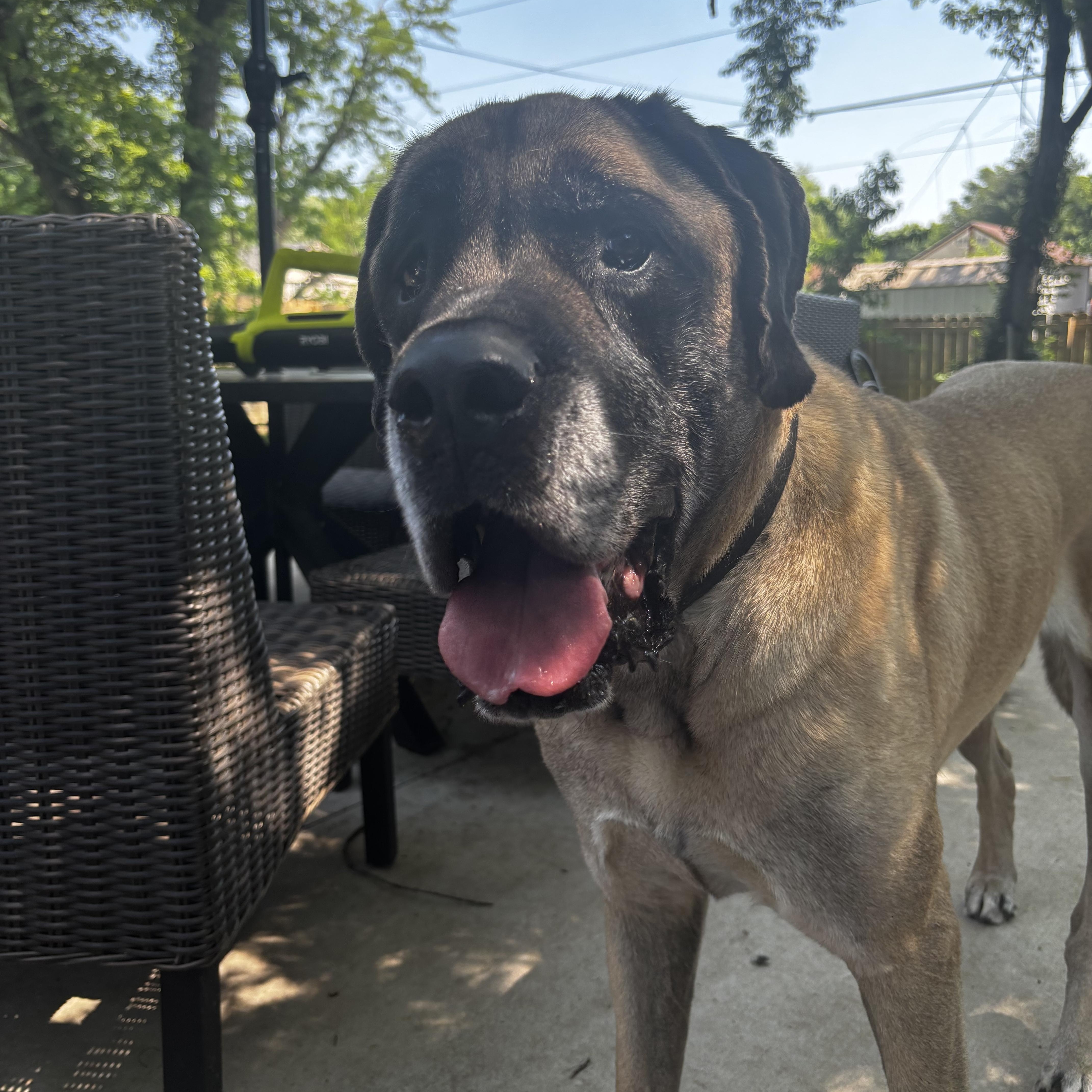 Enlarge Odin, a ADOPTABLE Mastiff in Jeffersonville, IN image 1/6