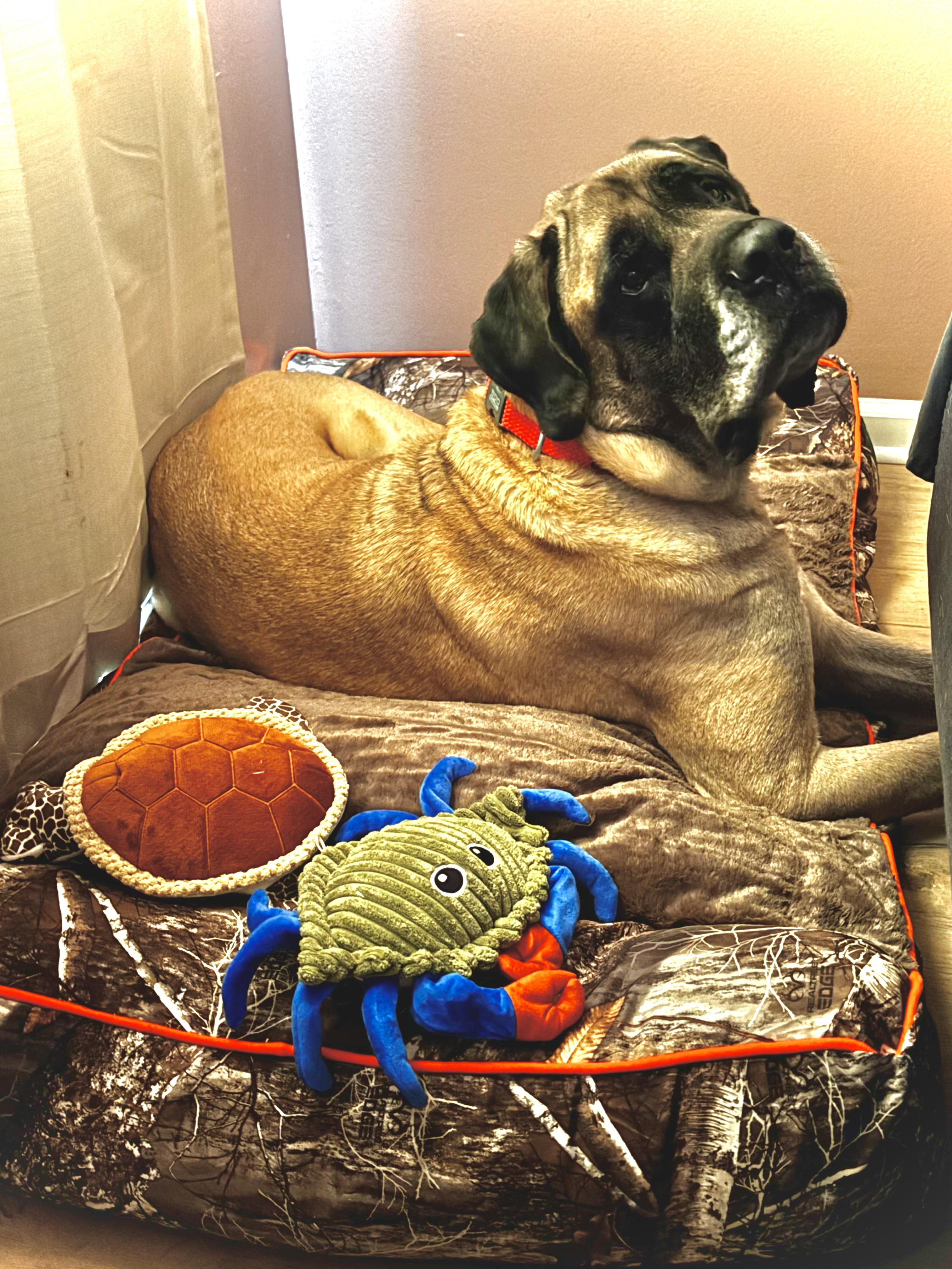 Enlarge Odin, a ADOPTABLE Mastiff in Jeffersonville, IN image 3/6