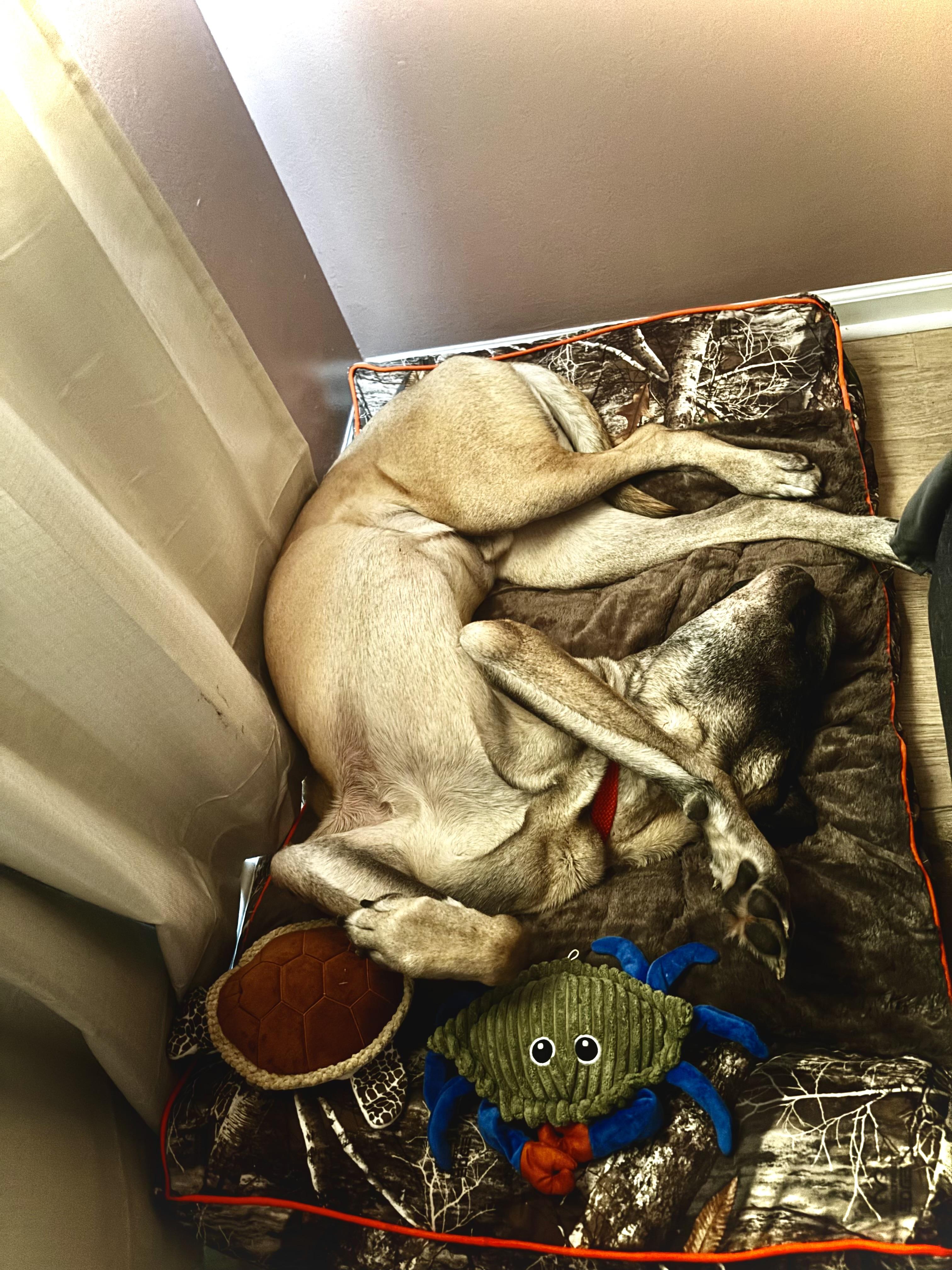 Enlarge Odin, a ADOPTABLE Mastiff in Jeffersonville, IN image 5/6