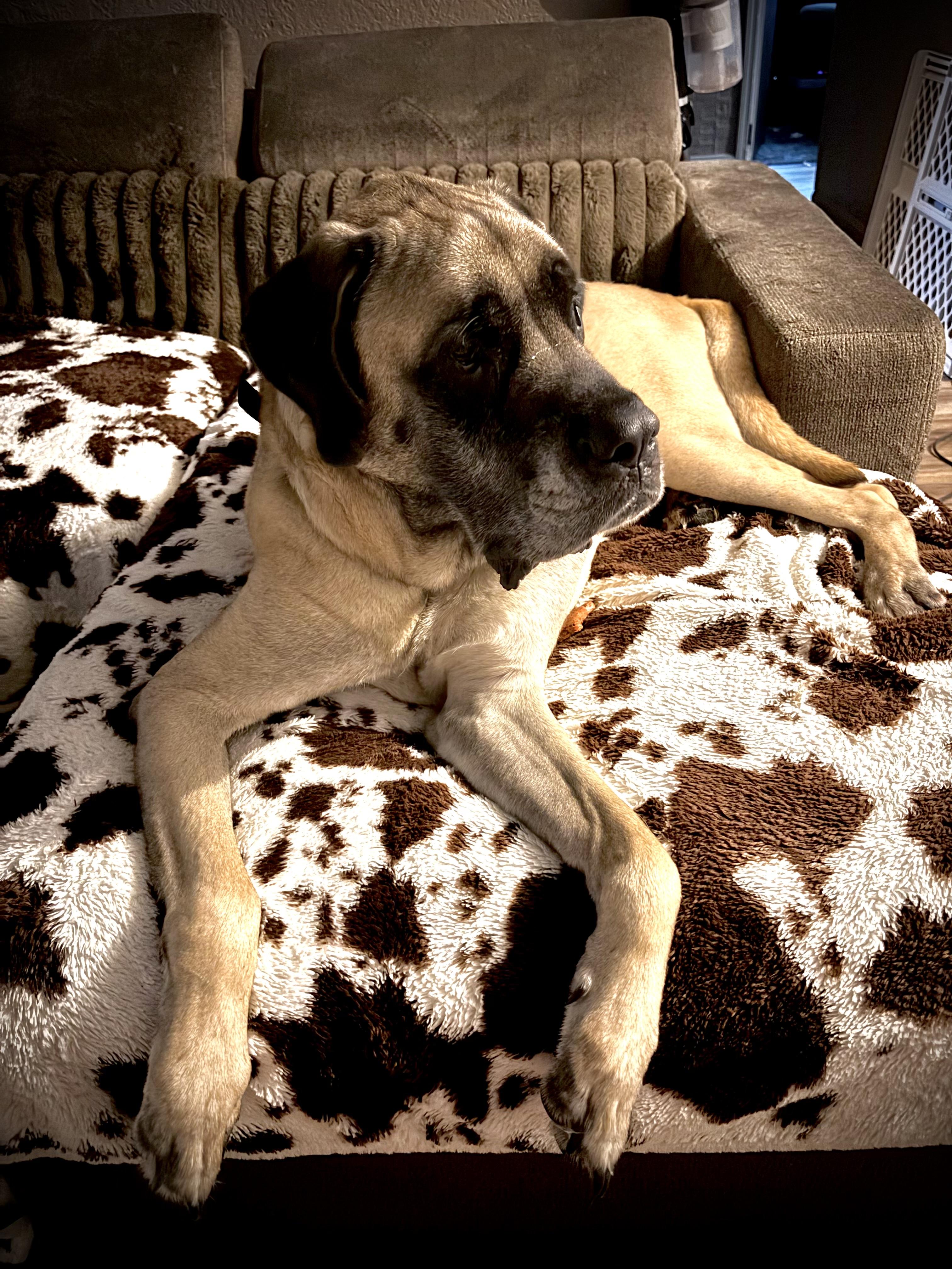 Enlarge Odin, a ADOPTABLE Mastiff in Jeffersonville, IN image 6/6