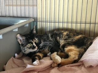 Jelly, Adopted, Young Female Calico.