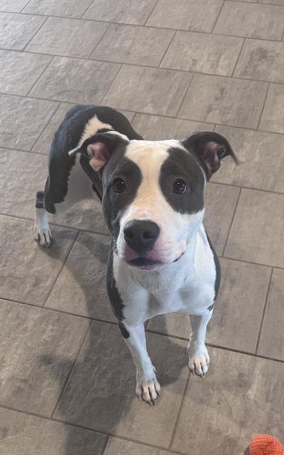 WHITE PEACH, Adoptable, Young Female American Staffordshire Terrier & Mixed Breed.