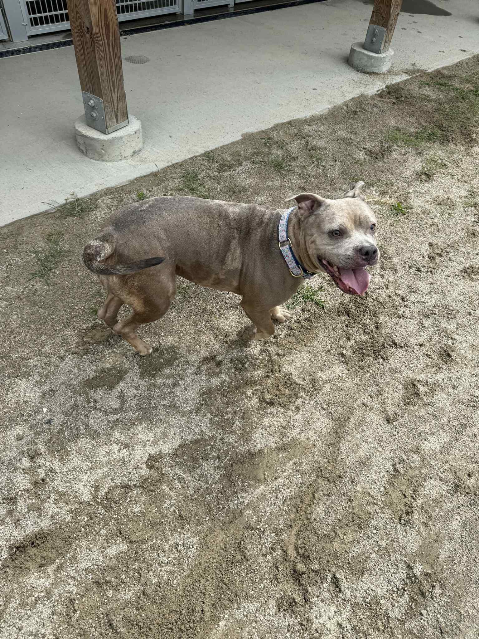 Luna, Adoptable, Adult Female Terrier.