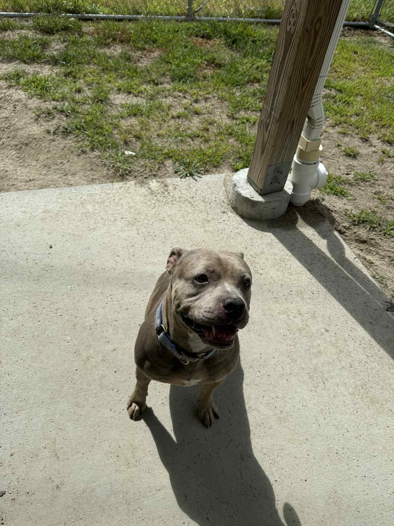 Luna, a Adoptable mixed breed in Woonsocket, RI image 3/3