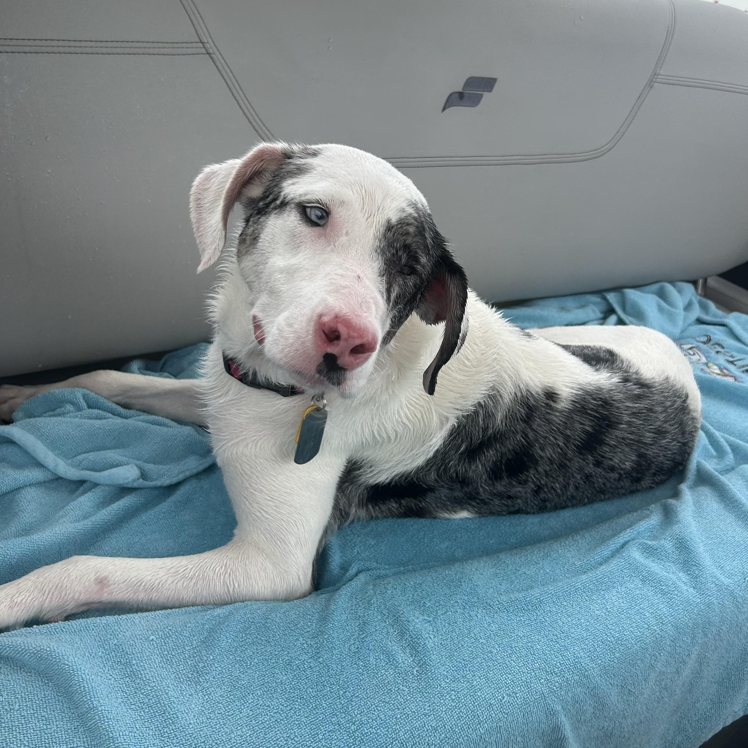 Enlarge Trixie, a Adoptable Catahoula Leopard Dog in New Orleans, LA image 3/6