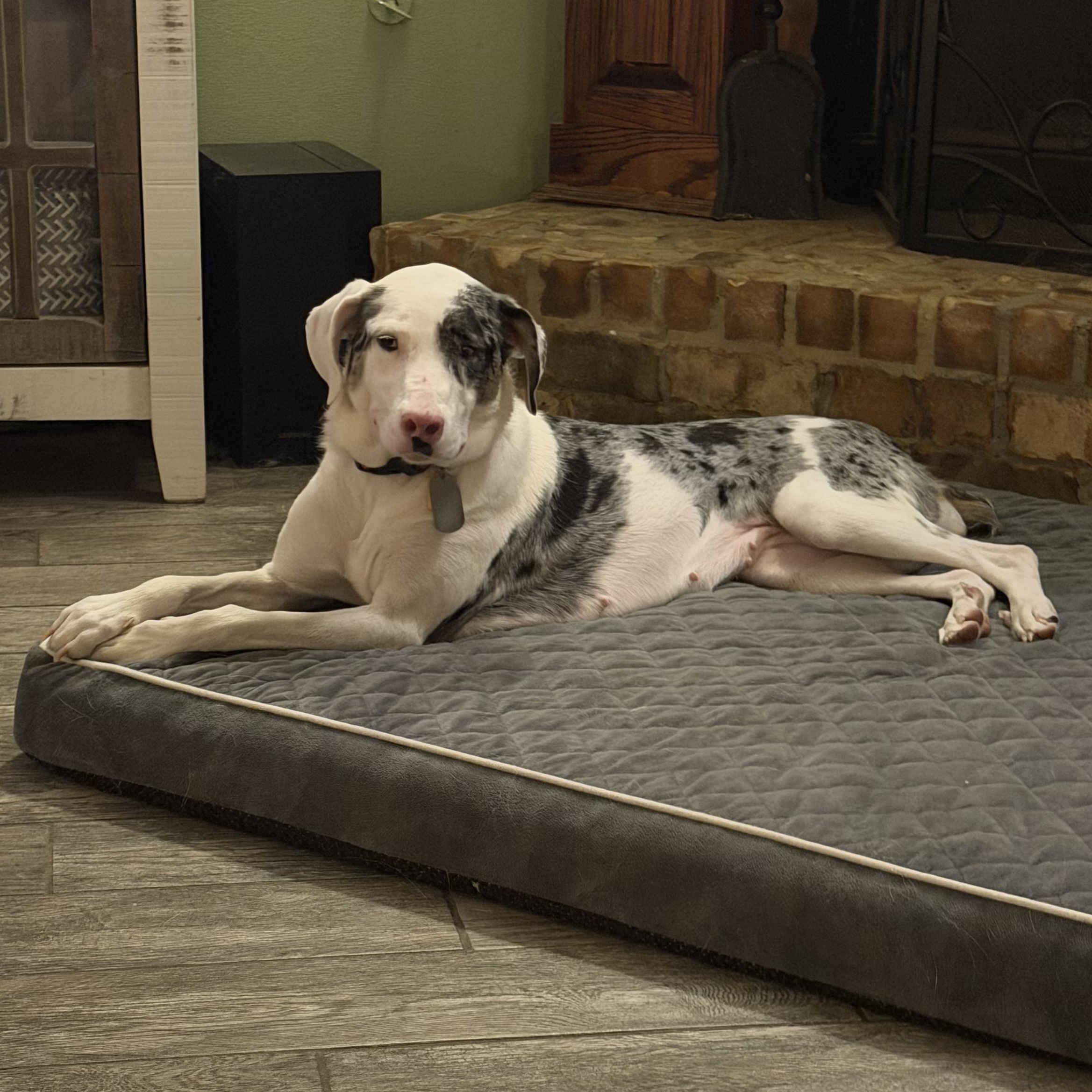 Enlarge Trixie, a Adoptable Catahoula Leopard Dog in New Orleans, LA image 2/6