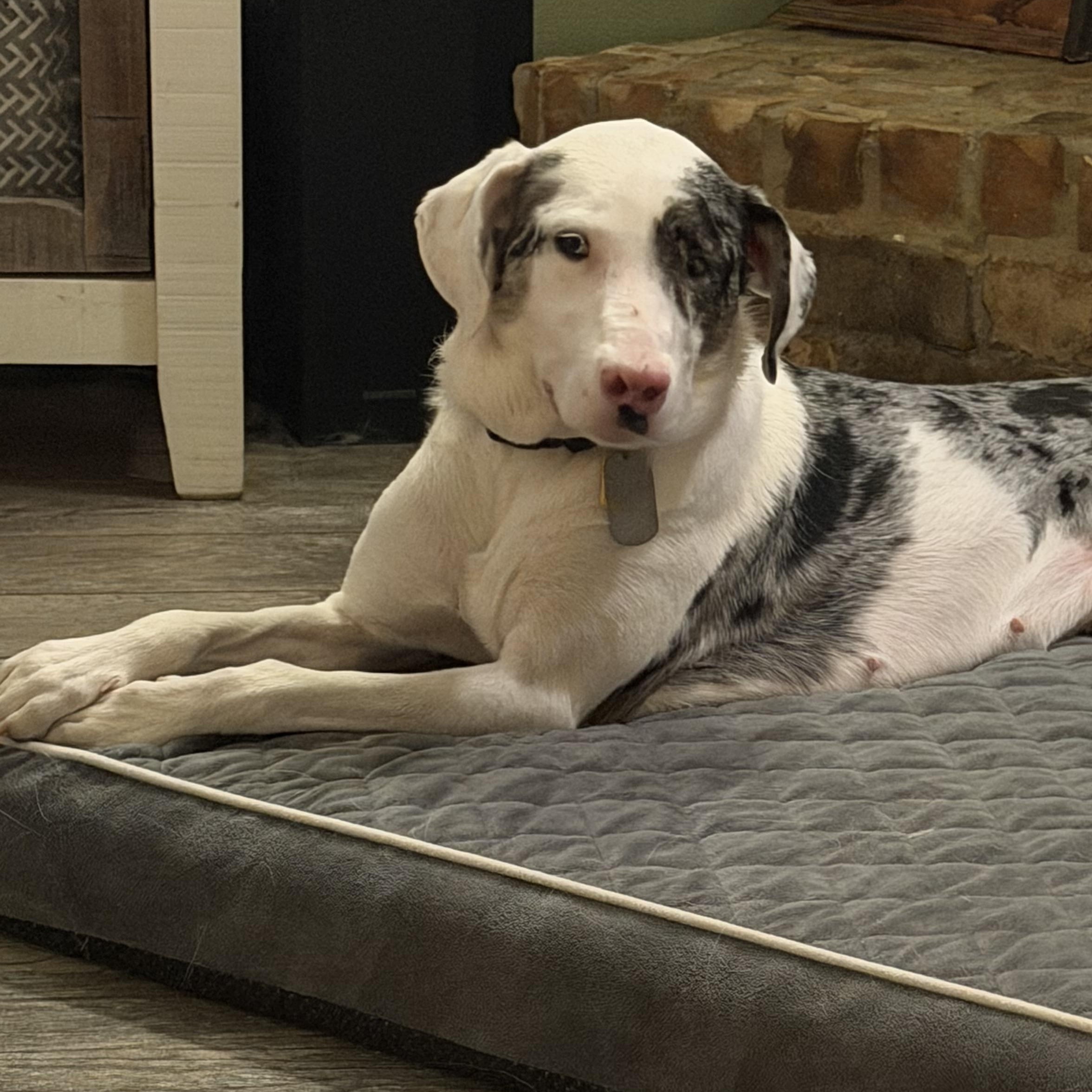 Enlarge Trixie, a Adoptable Catahoula Leopard Dog in New Orleans, LA image 5/6