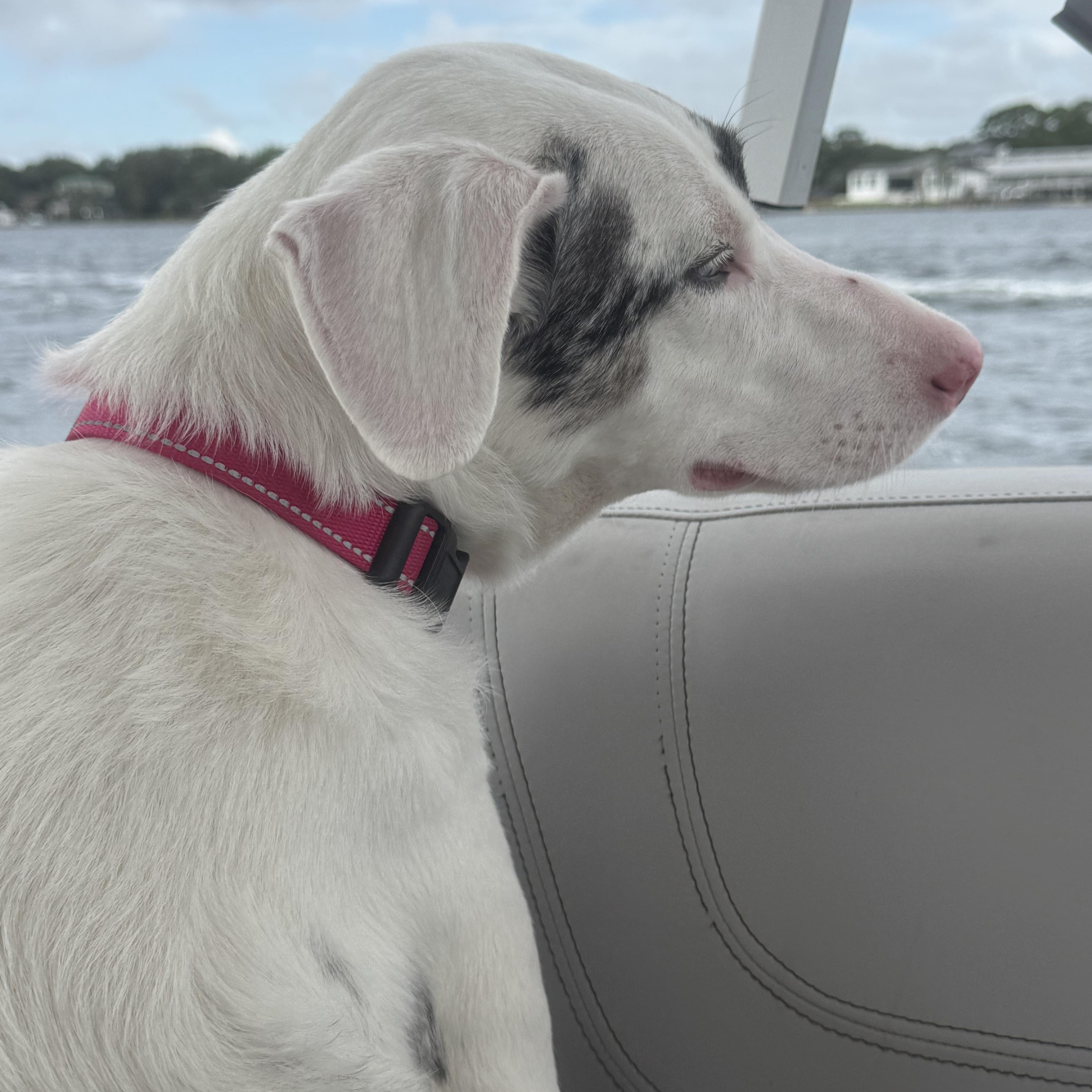 Enlarge Trixie, a Adoptable Catahoula Leopard Dog in New Orleans, LA image 6/6