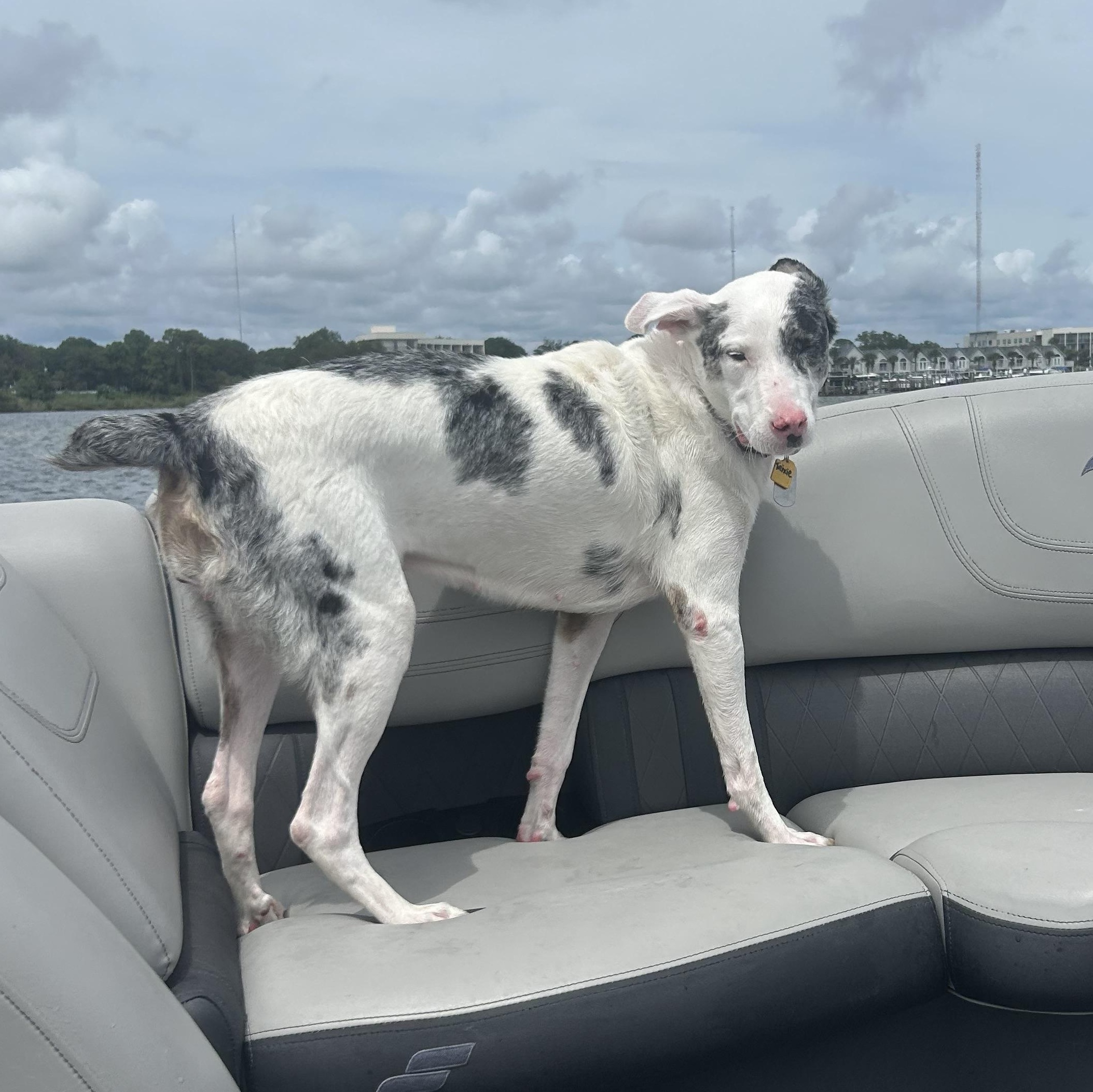 Enlarge Trixie, a Adoptable Catahoula Leopard Dog in New Orleans, LA image 4/6