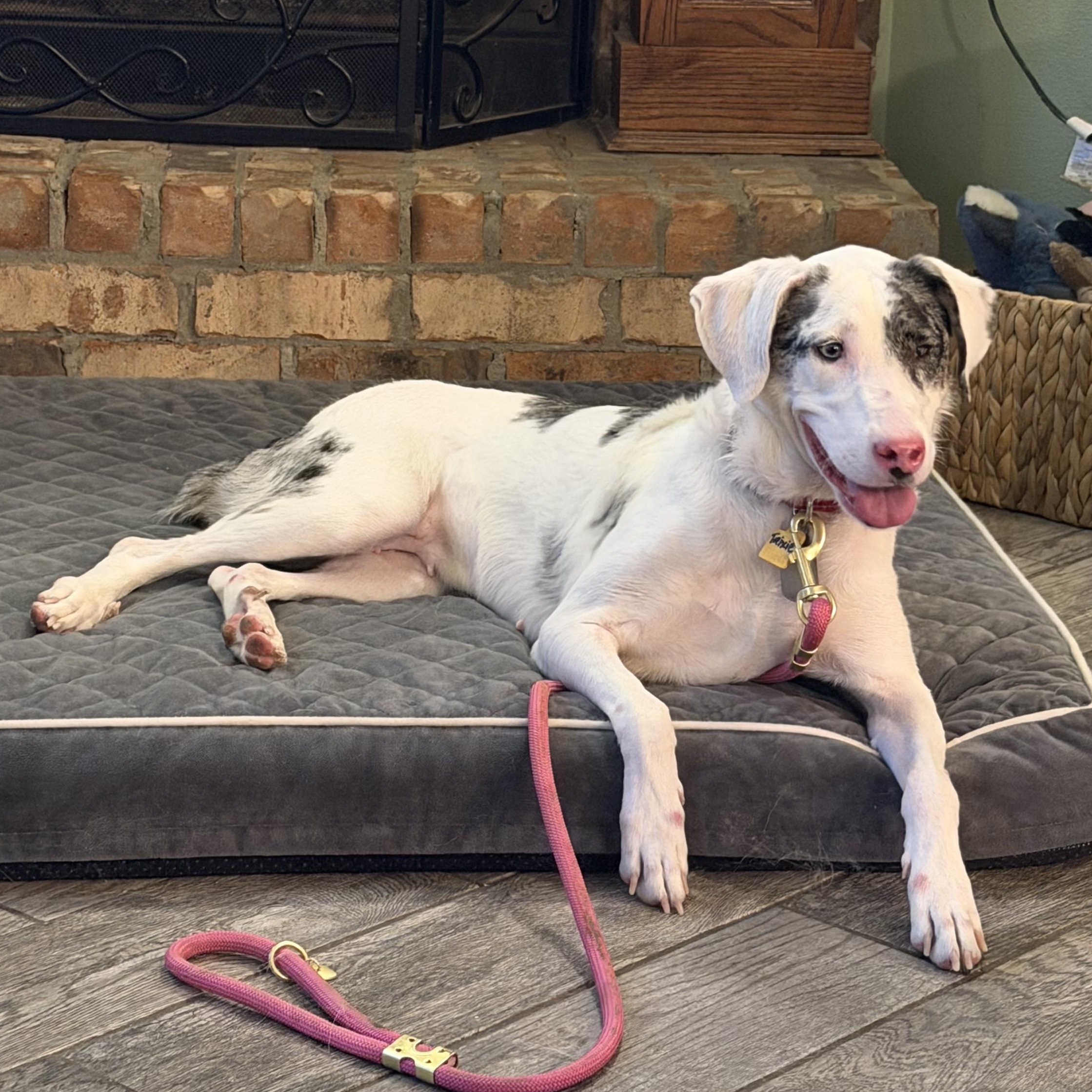 Trixie, Adoptable, Adult Female Catahoula Leopard Dog.