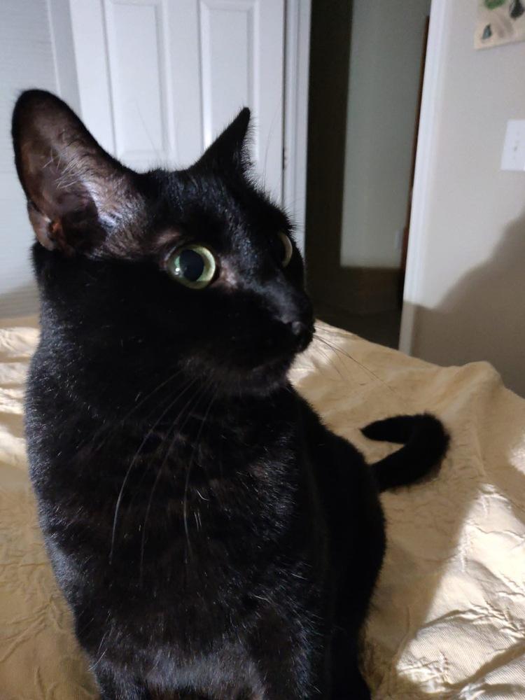 COLE, Adoptable, Adult Male Domestic Short Hair.