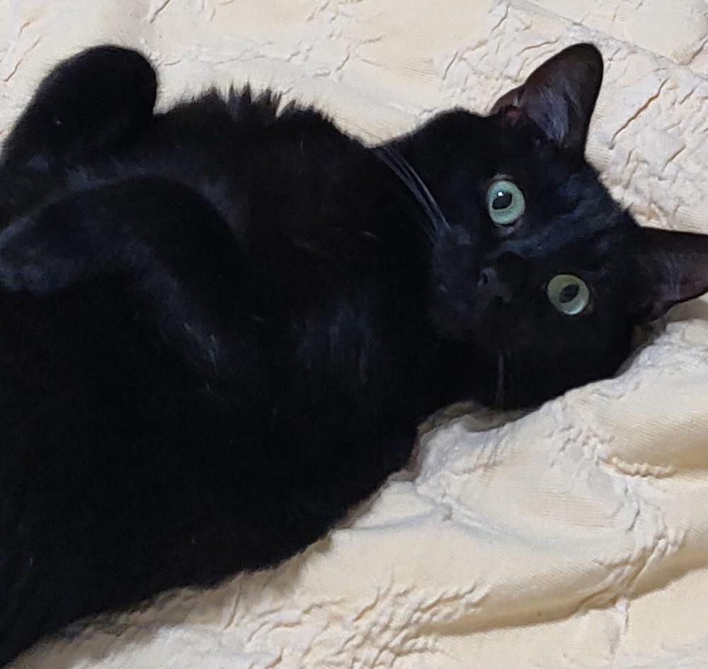 COLE, a Adoptable Domestic Short Hair in Burlington, NC image 2/5