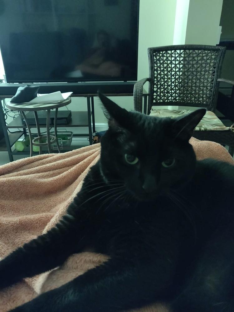 COLE, a Adoptable Domestic Short Hair in Burlington, NC image 3/5