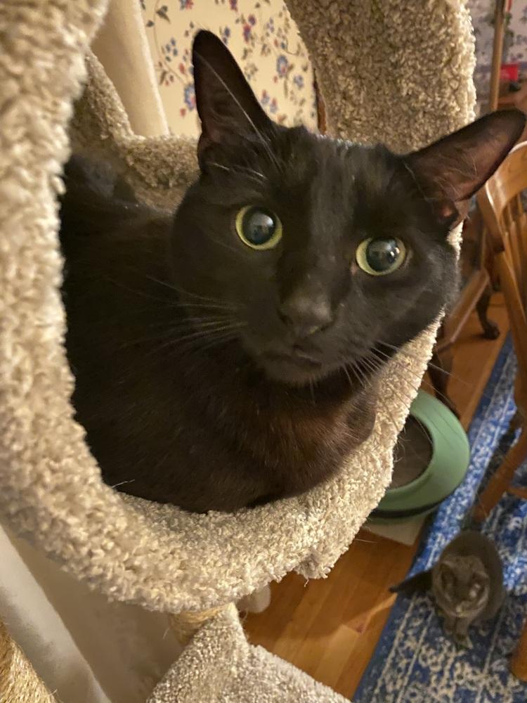 COLE, a Adoptable Domestic Short Hair in Burlington, NC image 4/5