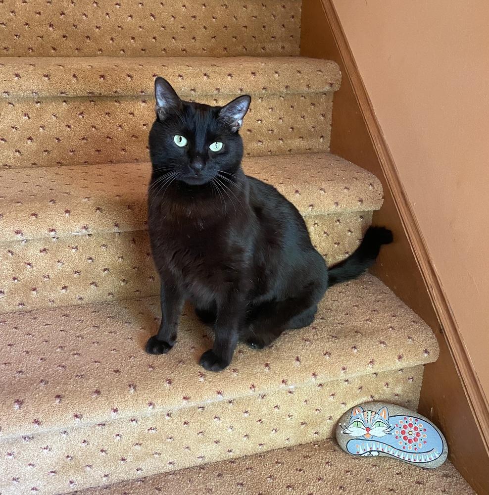 COLE, a Adoptable Domestic Short Hair in Burlington, NC image 5/5