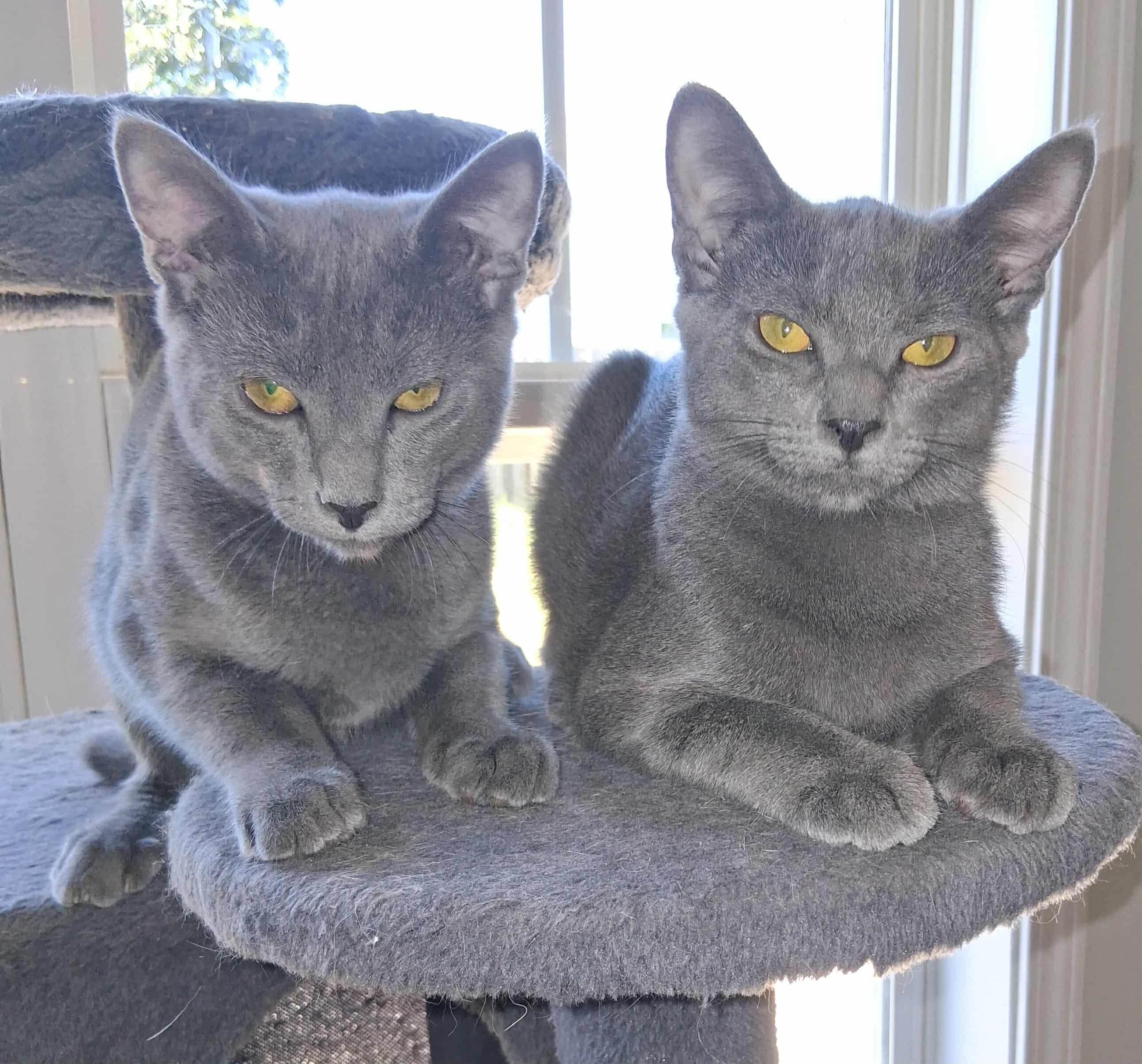 Asher & Ashe, Adopted, Kitten Male Domestic Short Hair.