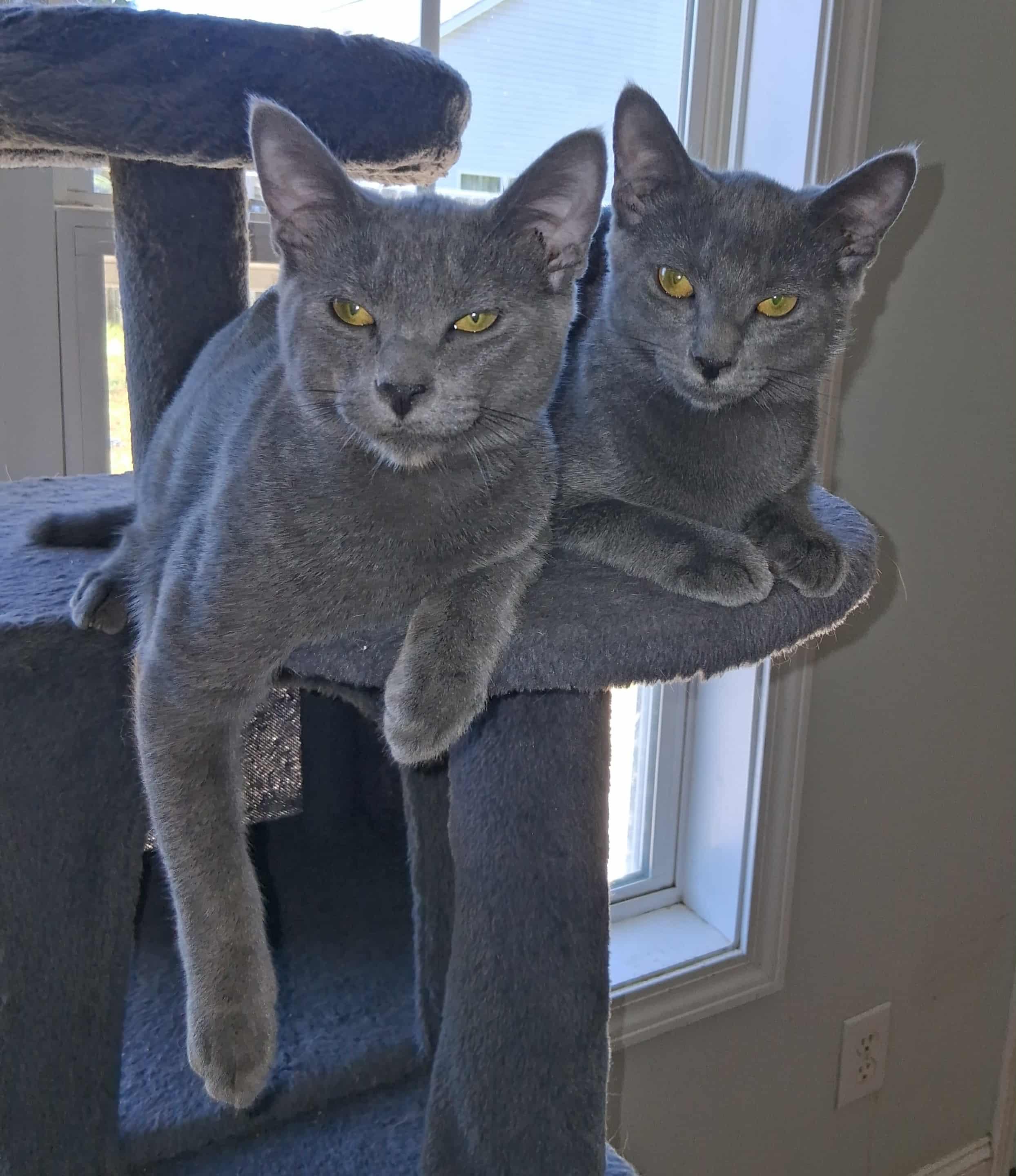 Asher & Ashe, a Adopted Domestic Short Hair in Little River, SC image 2/2