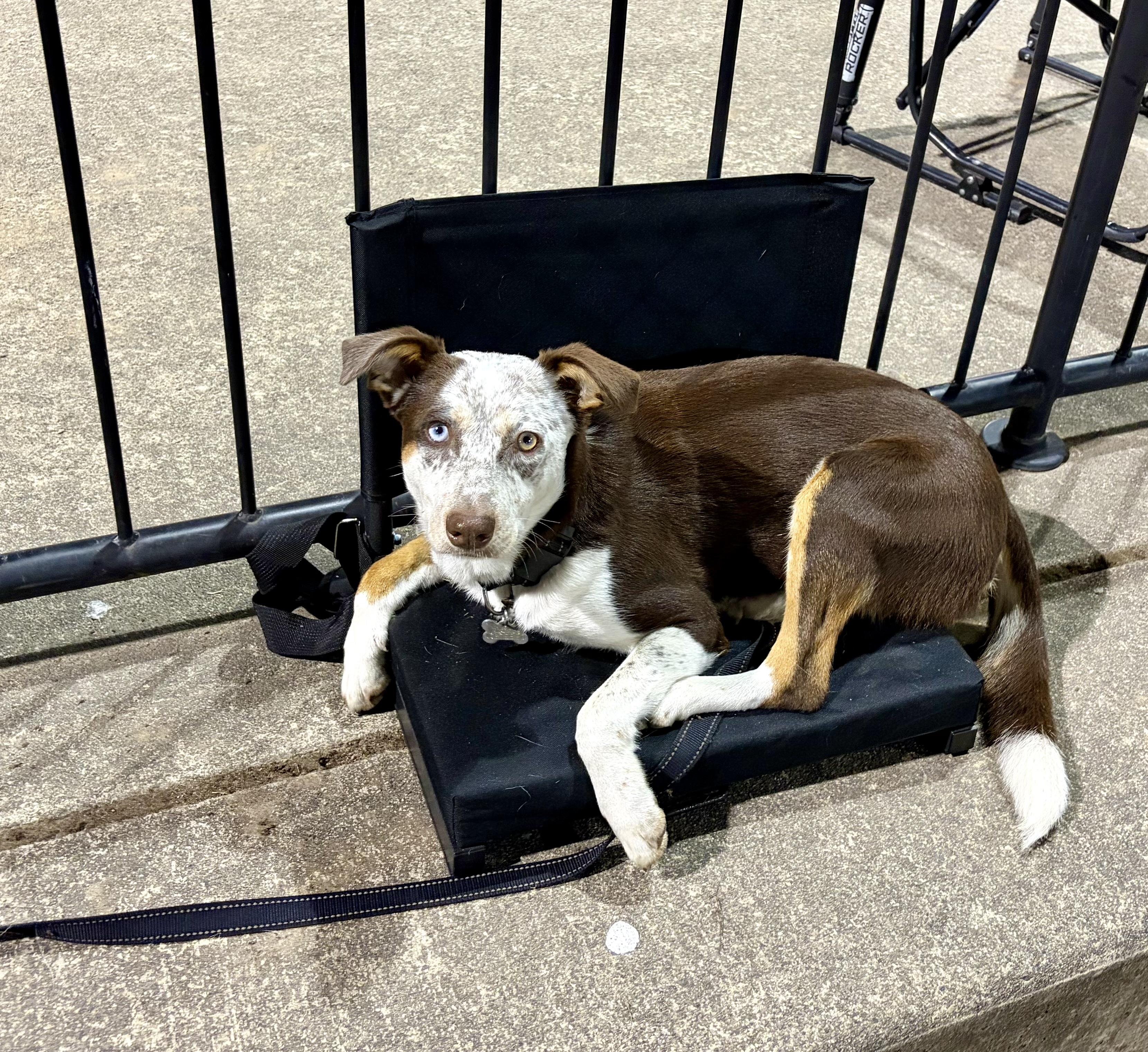 Enlarge Lucy, a Adoptable mixed breed in Portland, OR image 4/6