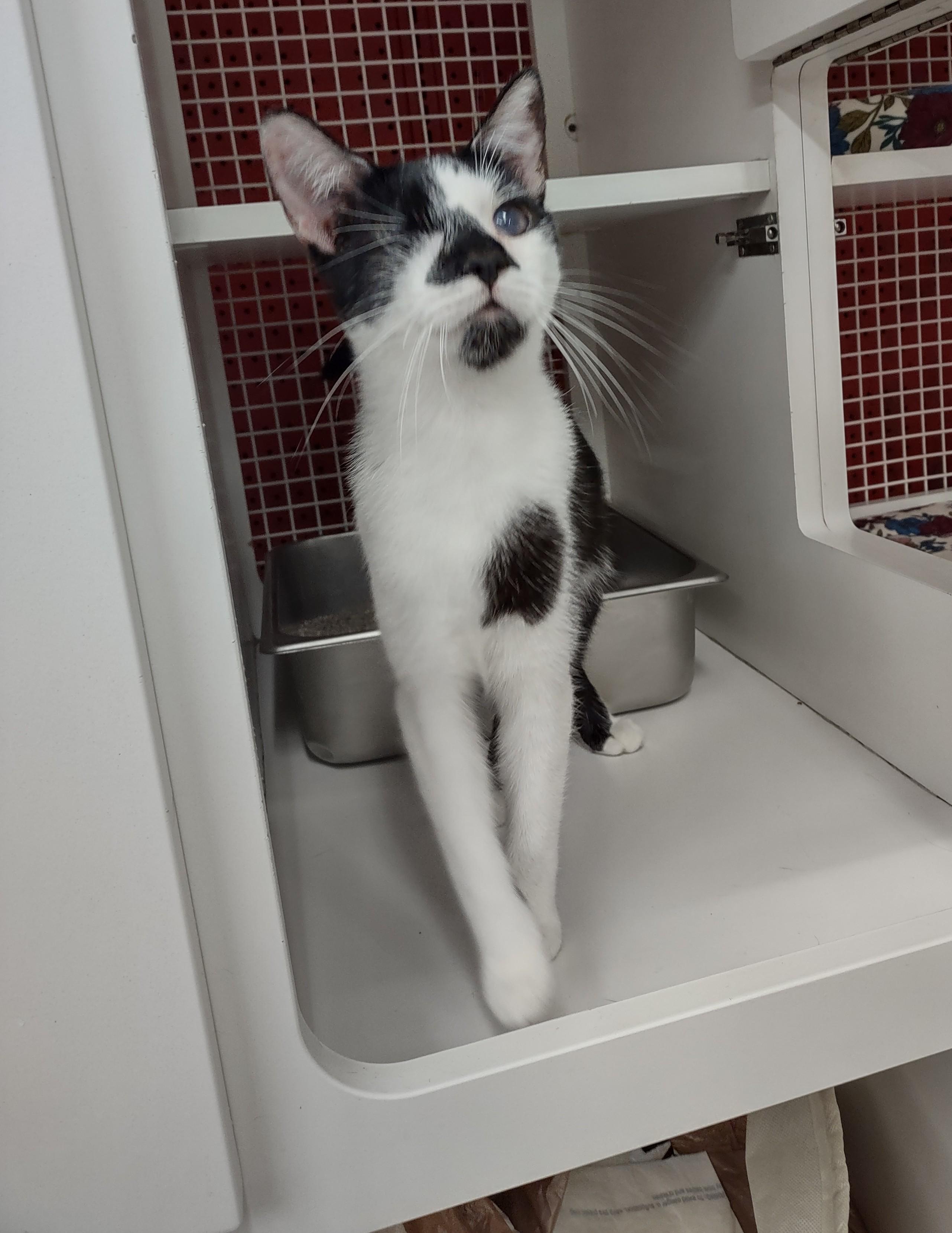 Liling, Adopted, Kitten Female Domestic Short Hair.