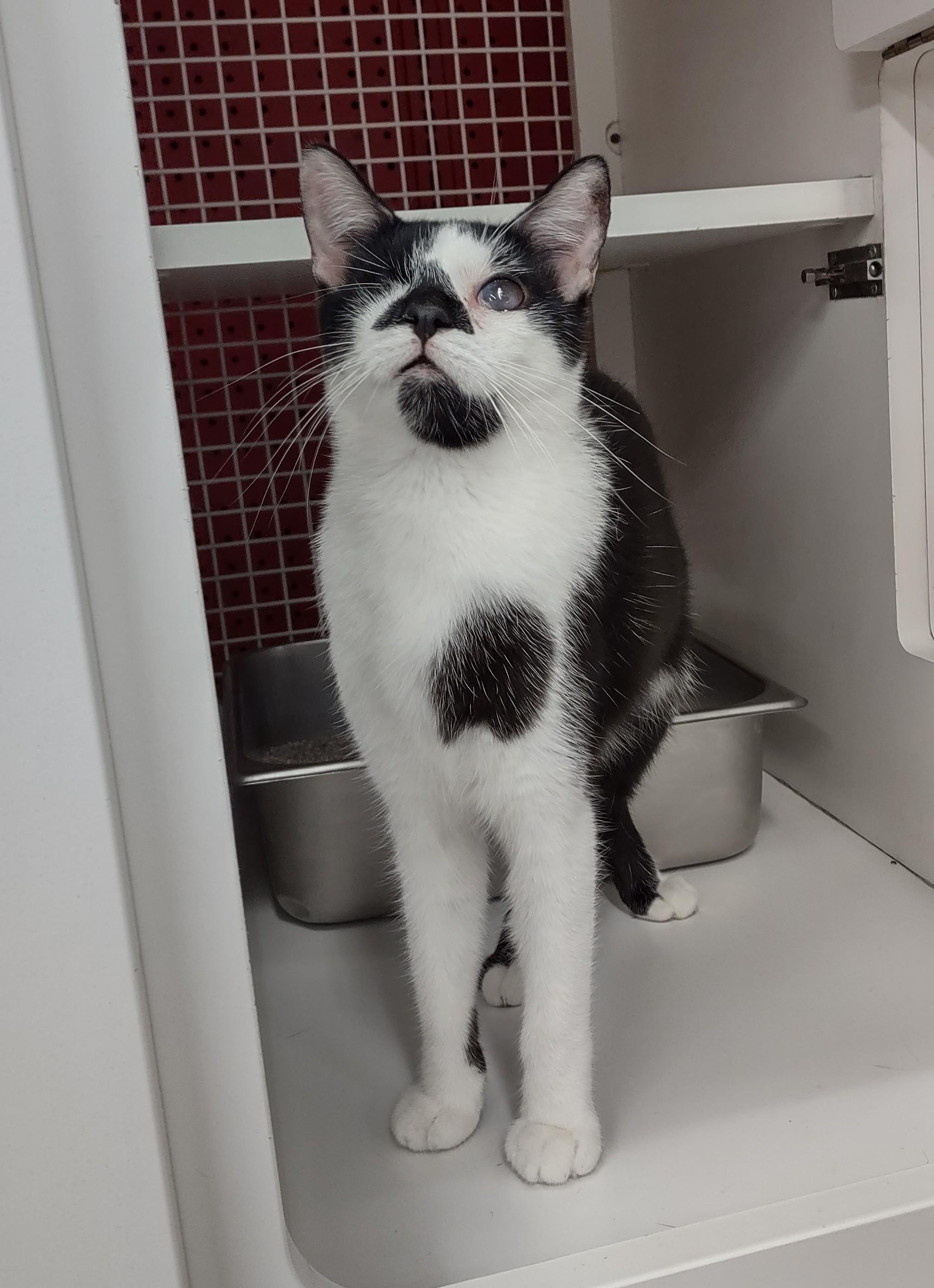 Liling, a Adopted Domestic Short Hair in Golden Valley, AZ image 2/2