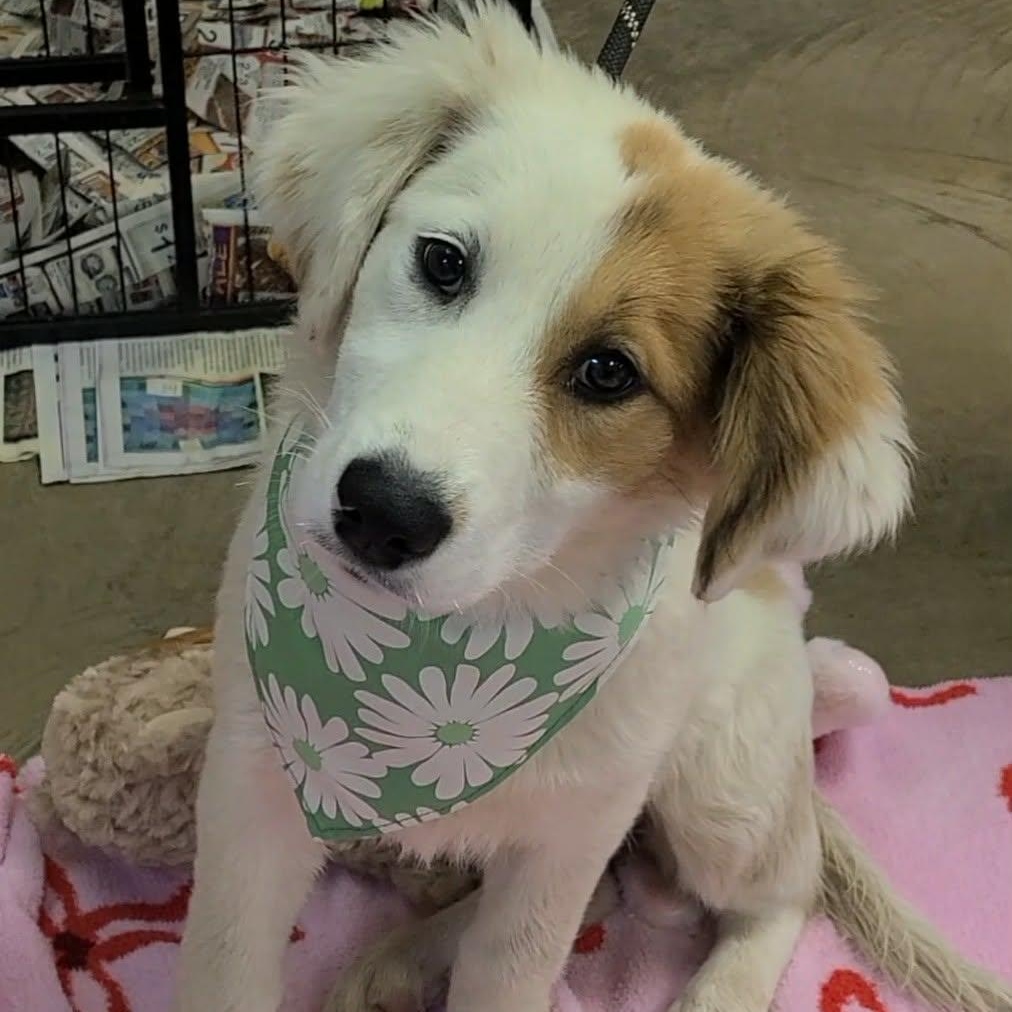 Enlarge Lily, an adopted mixed breed in Woolwich, ME image 3/4