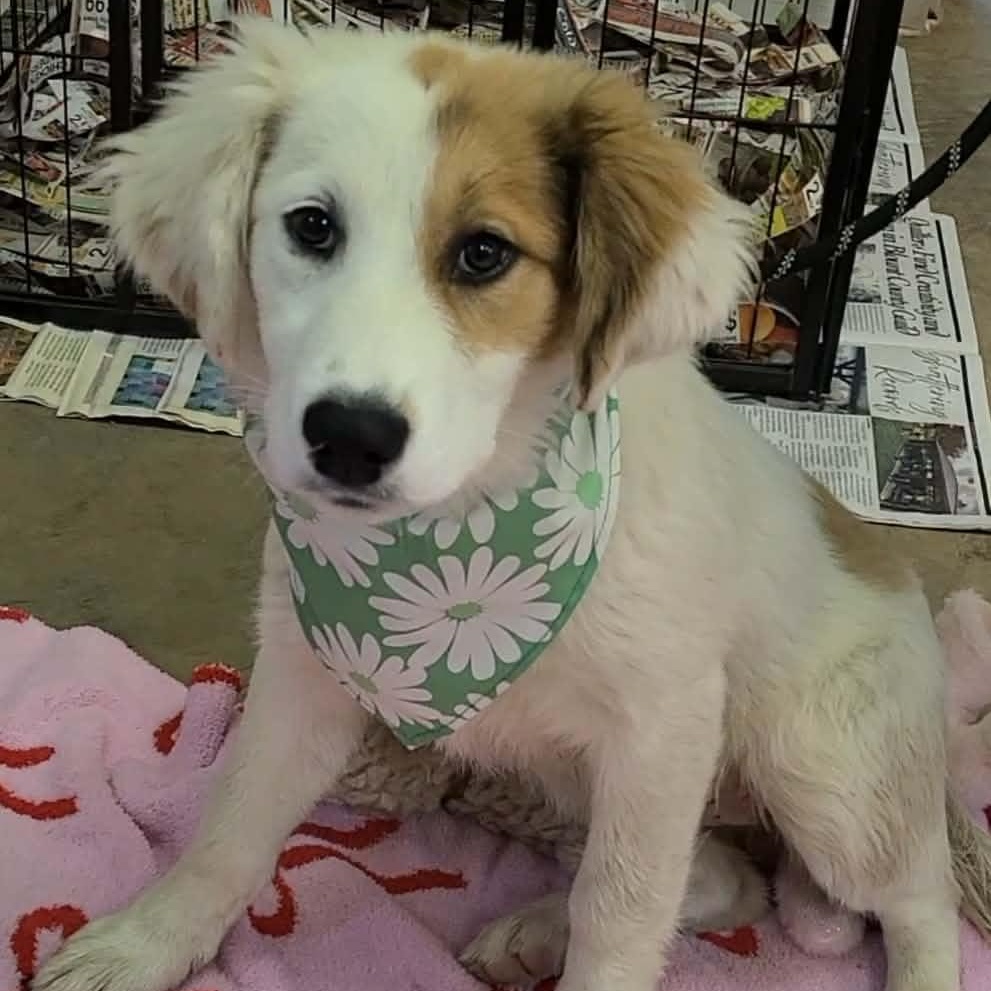 Lily, adopted, Young Female Great Pyrenees.