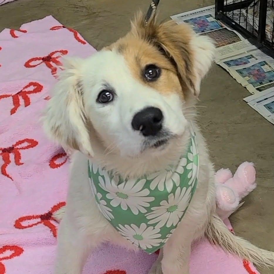 Enlarge Lily, an adopted mixed breed in Woolwich, ME image 4/4