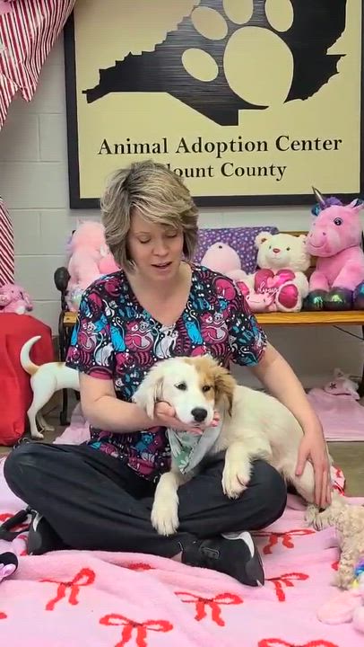 Enlarge Lily, an adopted mixed breed in Woolwich, ME video 2/4