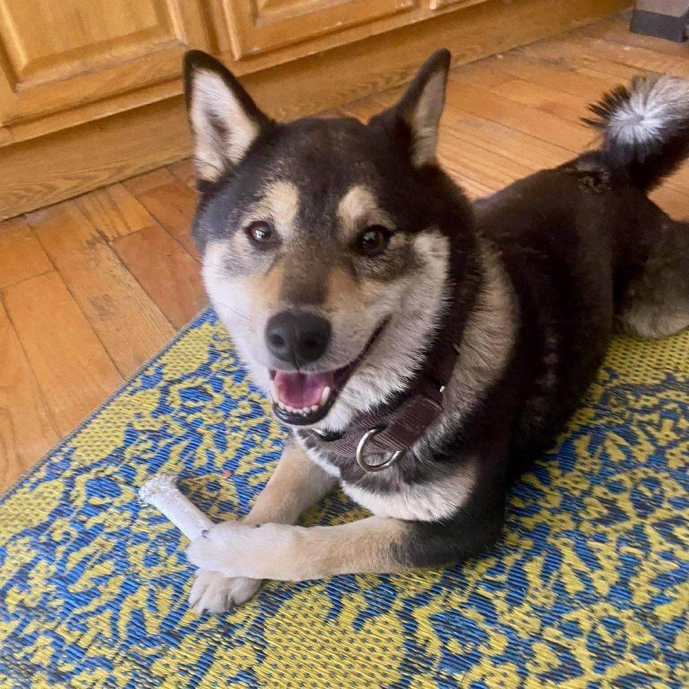 Nami, Adoptable, Adult Female Shiba Inu & Mixed Breed.