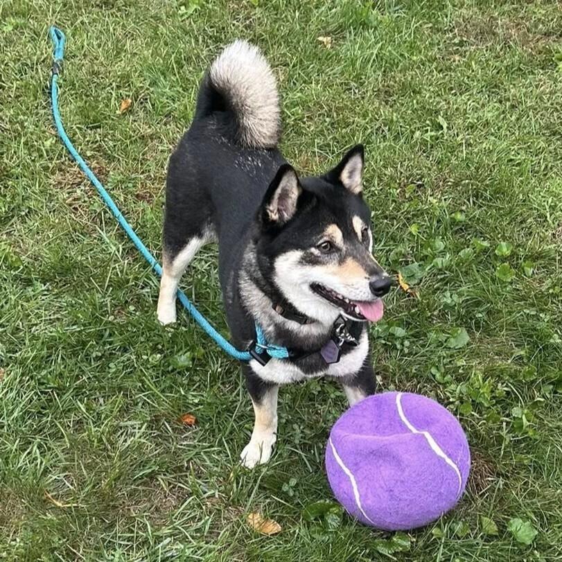 Enlarge Nami, a Adoptable mixed breed in Long Island City, NY image 2/4