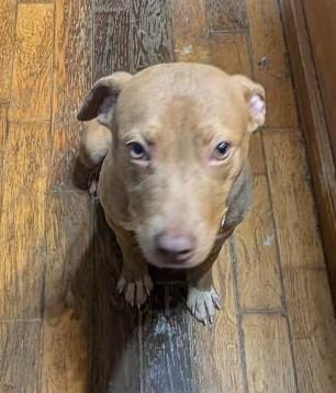 Betsy, a ADOPTABLE mixed breed in Watertown, CT image 5/6
