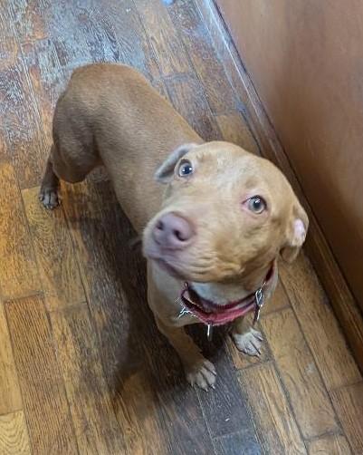 Betsy, a ADOPTABLE mixed breed in Watertown, CT image 2/6