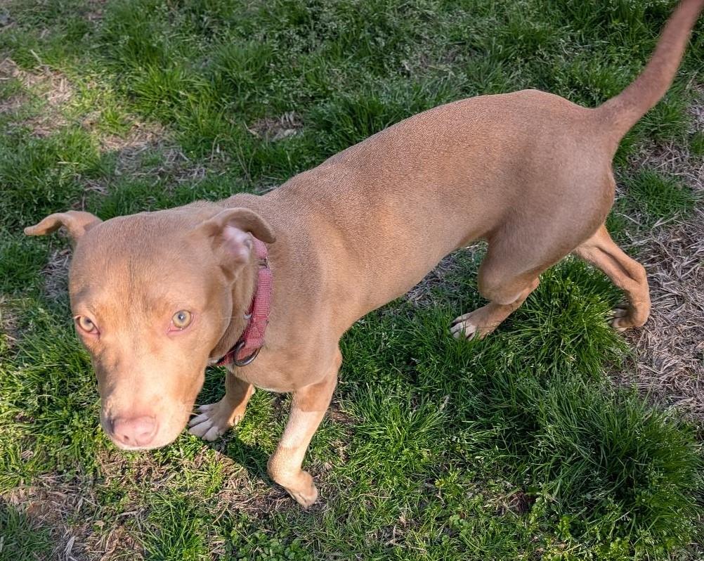 Betsy, a ADOPTABLE mixed breed in Watertown, CT image 4/6