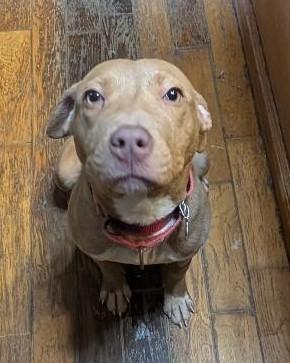 Betsy, ADOPTABLE, Young Female Pit Bull Terrier.