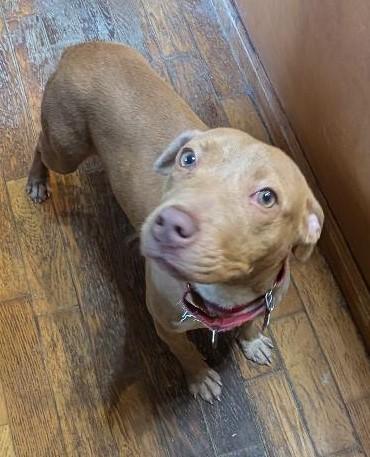 Betsy, a ADOPTABLE mixed breed in Watertown, CT image 6/6