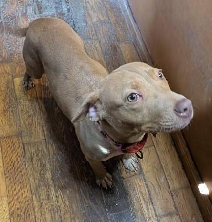 Betsy, a ADOPTABLE mixed breed in Watertown, CT image 3/6