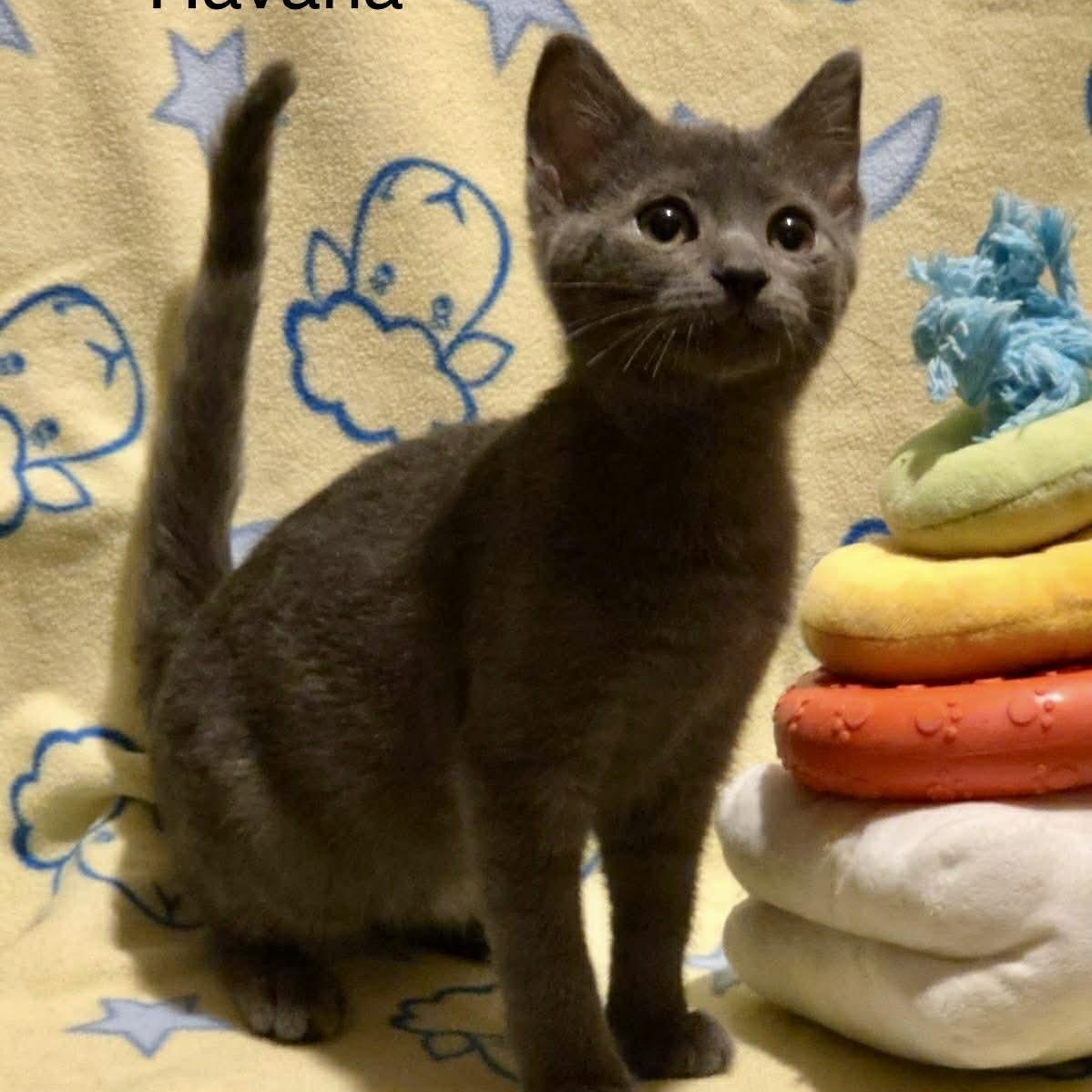 Havana, Adoptable, Kitten Female Russian Blue & Domestic Short Hair.