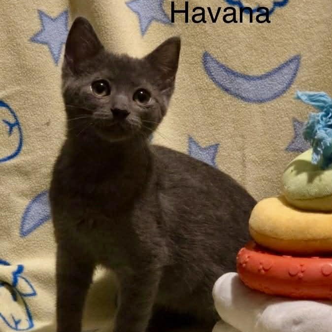 Enlarge Havana, a Adoptable mixed breed in Livonia, MI image 2/5