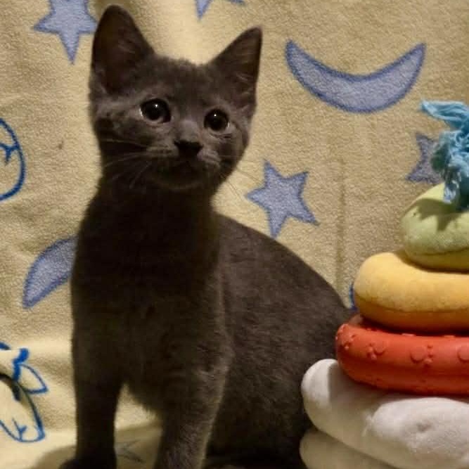 Enlarge Havana, a Adoptable mixed breed in Livonia, MI image 4/5