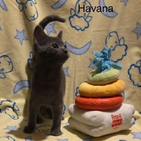 Enlarge Havana, a Adoptable mixed breed in Livonia, MI image 3/5