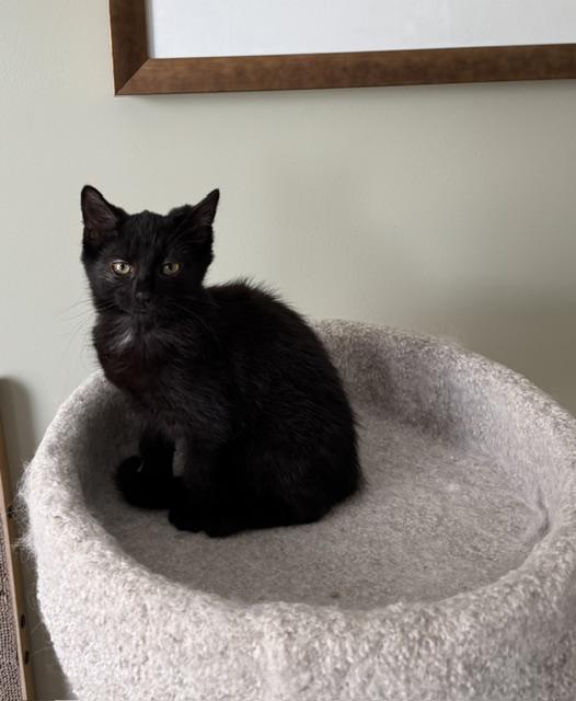 Enlarge Pia, an adoptable Domestic Short Hair in Grove City, OH image 2/3